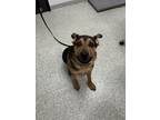 Adopt Jango a Rottweiler / Mixed dog in Houston, TX (41554050)