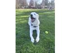 Adopt Odin a White Akbash / Mixed dog in Estes Park, CO (41554049)