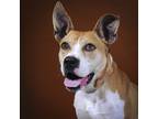 Adopt Valentina a Shepherd (Unknown Type) / Mixed dog in Houston, TX (41554048)