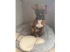 Adopt Luna a Boxer / Mixed dog in Houston, TX (41554047)