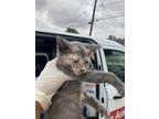 Adopt Sharron a Domestic Shorthair / Mixed cat in Houston, TX (41554044)