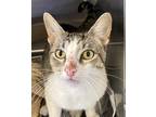 Adopt Malcolm a Domestic Shorthair / Mixed cat in Houston, TX (41554041)