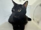 Adopt Bebe a Domestic Shorthair / Mixed (short coat) cat in Houston
