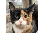 Adopt Chili a Domestic Shorthair / Mixed cat in Sioux City, IA (41554037)