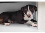 Adopt Michelangelo a Border Collie / Beagle / Mixed dog in Topeka, KS (41554033)