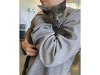 Adopt Charcoal a Domestic Shorthair / Mixed cat in Topeka, KS (41554031)