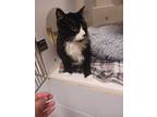 Adopt Oreo a Domestic Longhair / Mixed cat in Topeka, KS (41554029)