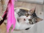 Adopt Delilah a Domestic Shorthair / Mixed cat in Atlantic City, NJ (41554028)