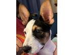 Adopt Kara 3147 a White - with Black Australian Cattle Dog / Mixed dog in