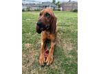 Adopt Mabel May a Red/Golden/Orange/Chestnut Bloodhound / Mixed dog in