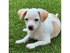 Adopt Aurora a Mixed Breed (Medium) / Mixed dog in Rancho Santa Fe