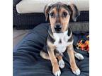 Adopt Emmett a Mixed Breed (Medium) / Mixed dog in Rancho Santa Fe