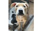 Adopt Fi a Tan/Yellow/Fawn - with White Pit Bull Terrier / Black Mouth Cur /