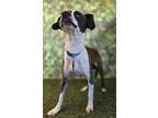 Adopt Carrot Cake a Brindle - with White Jack Russell Terrier / Mixed dog in