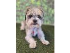 Adopt Mack a Shih Tzu / Mixed dog in Phoenix, AZ (41543606)
