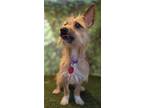 Adopt Harry a Tan/Yellow/Fawn Terrier (Unknown Type, Medium) / Mixed dog in