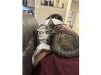 Adopt Missy a Domestic Mediumhair / Mixed cat in Spring, TX (41501020)