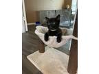 Adopt Teddy a Black (Mostly) Domestic Shorthair / Mixed cat in Spring