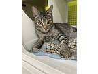 Adopt Looney a Domestic Shorthair / Mixed cat in Spring, TX (41546514)