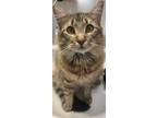 Adopt Woody a Brown Tabby Domestic Mediumhair / Mixed (medium coat) cat in