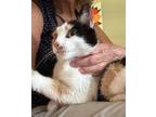 Adopt Luckypet a Calico or Dilute Calico Domestic Shorthair (short coat) cat in