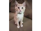 Adopt Pineapple a Orange or Red Tabby Tabby (short coat) cat in Tracy