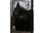 Adopt Willow a All Black Domestic Shorthair (short coat) cat in St.