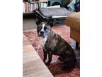 Adopt Mazy a Brindle Boston Terrier / Mixed dog in Bellevile, NJ (41553842)