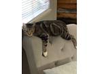 Adopt TURBO a Gray, Blue or Silver Tabby Domestic Shorthair (short coat) cat in