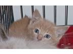 Adopt Buffy a Cream or Ivory Domestic Shorthair (short coat) cat in St.