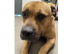 Adopt Mindy a Tan/Yellow/Fawn Pit Bull Terrier / Mixed dog in Chico