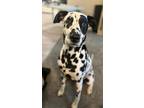 Adopt Ringo Starr a White - with Black Dalmatian / Mixed dog in Libertyville