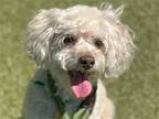 Adopt NIKKI a Tan/Yellow/Fawn Toy Poodle / Terrier (Unknown Type