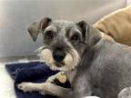 Adopt FRANK a Gray/Blue/Silver/Salt & Pepper Miniature Schnauzer / Mixed dog in