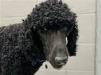 Adopt YOGI BEAR a Black Poodle (Standard) / Mixed dog in Denver, CO (41553819)