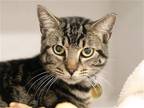 Adopt VINCENT VEGA a Gray or Blue Domestic Mediumhair / Mixed (medium coat) cat