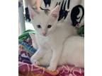 Adopt Apollo a Domestic Shorthair / Mixed cat in Mipiltas, CA (41553899)