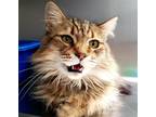 Adopt Fiona a Brown or Chocolate Domestic Mediumhair / Mixed (medium coat) cat