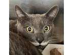 Adopt Jojo a Domestic Mediumhair / Mixed cat in Oakland, CA (41553756)