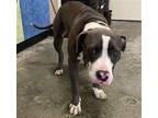 Adopt Found stray: Blue a Pit Bull Terrier / Mixed dog in Rockwall