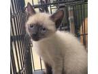 Adopt Siracha a Domestic Shorthair / Mixed cat in Rockwall, TX (41553087)