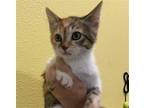 Adopt Annie a Domestic Mediumhair / Mixed cat in Rockwall, TX (41553085)
