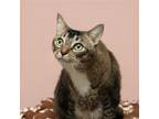 Adopt Bayla a Brown Tabby Domestic Shorthair / Mixed (short coat) cat in Parma