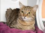 Adopt BOURBON a Brown or Chocolate Domestic Mediumhair / Mixed (medium coat) cat
