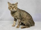 Adopt KENNETH a Brown or Chocolate Domestic Mediumhair / Mixed (medium coat) cat