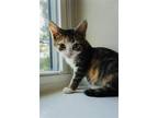 Adopt Violet a Calico or Dilute Calico Calico / Mixed (short coat) cat in