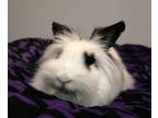 Adopt Toni a White Lionhead / Mixed (long coat) rabbit in Forked River