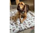 Adopt Leela a Brown/Chocolate - with White Beagle / Mixed dog in Portland