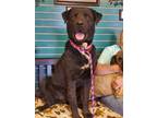 Adopt Chance a Black Labrador Retriever / Mixed dog in Amarillo, TX (41527341)