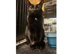 Adopt Geno a All Black Domestic Shorthair / Mixed (short coat) cat in Amarillo